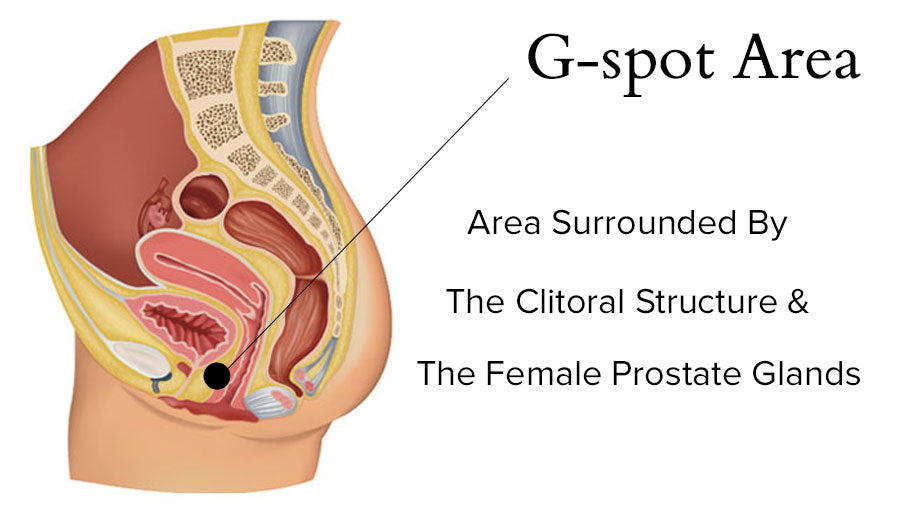 G-spot Diagram